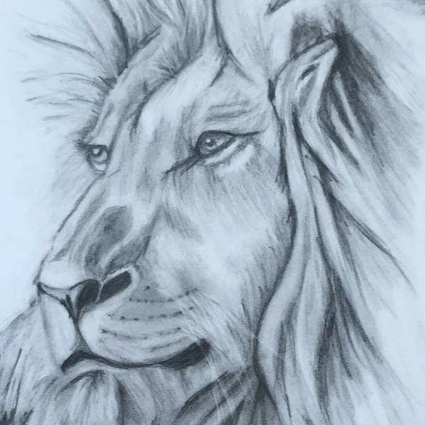 Lion Expressive and gestural Drawing Catarina Vasco - Subjektiv.art