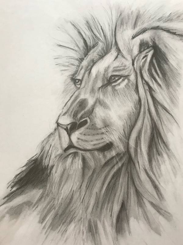 Lion Expressive and gestural Drawing Catarina Vasco - Subjektiv.art