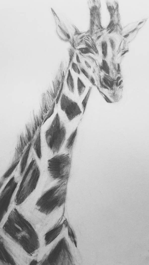 Giraffe Photorealistic Drawing Catarina Vasco - Subjektiv.art