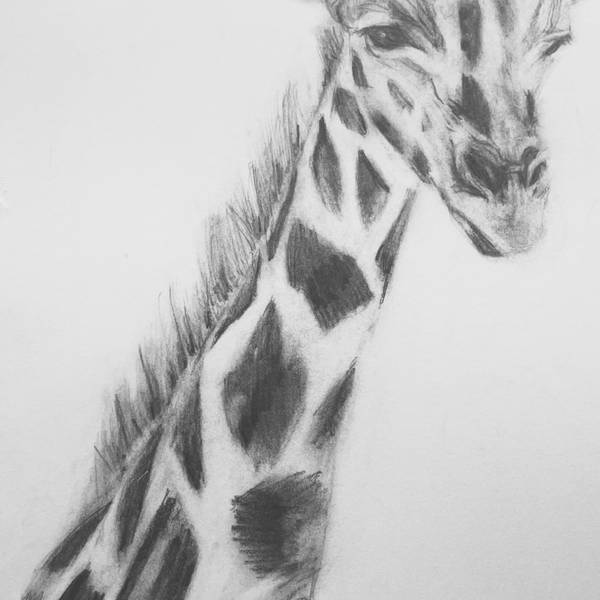 Giraffe Photorealistic Drawing Catarina Vasco - Subjektiv.art
