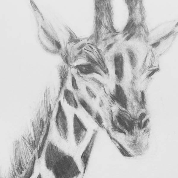 Giraffe Photorealistic Drawing Catarina Vasco - Subjektiv.art
