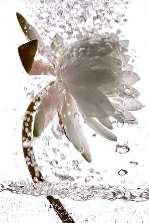 RENAISSANCE 1 - Subjektiv.art