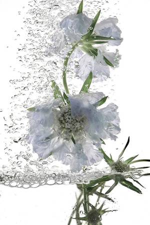 RENAISSANCE 41 - Subjektiv.art