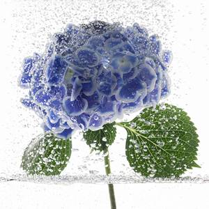 RENAISSANCE 81 - Subjektiv.art