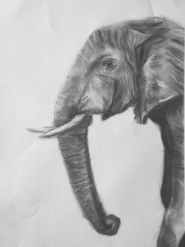 Elephant Photorealistic Drawing Catarina Vasco - Subjektiv.art