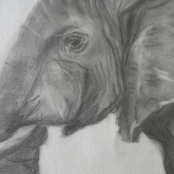 Elephant Photorealistic Drawing Catarina Vasco - Subjektiv.art