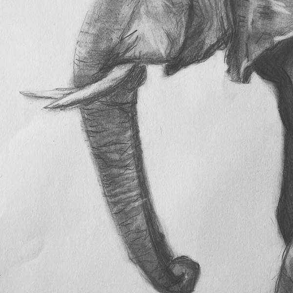Elephant Photorealistic Drawing Catarina Vasco - Subjektiv.art