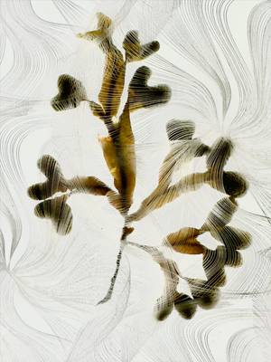 FOLIE DOUCE 2 - Subjektiv.art