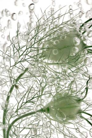 RENAISSANCE n° 25 - Subjektiv.art