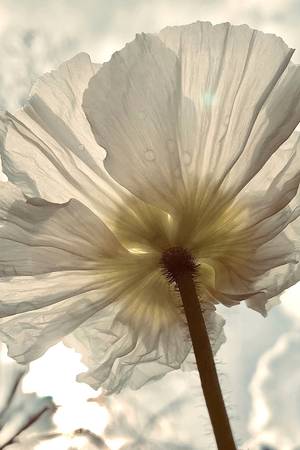 RESPIRATION n° 72 - Subjektiv.art