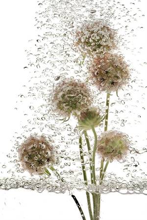 RENAISSANCE n° 42 - Subjektiv.art