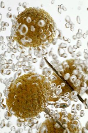 RENAISSANCE n° 24 - Subjektiv.art