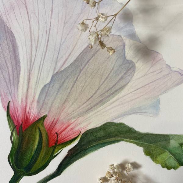 White Flower of Hibiscus syriacus Photorealistic Painting Viktoriia Kolesnykova - Subjektiv.art
