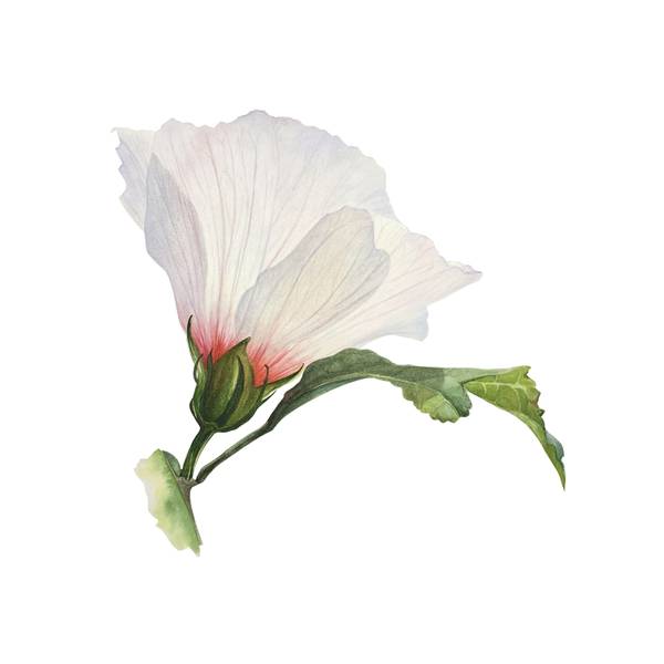 White Flower of Hibiscus syriacus  - Subjektiv.art
