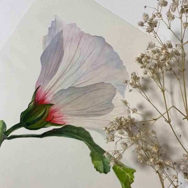 White Flower of Hibiscus syriacus Photorealistic Painting Viktoriia Kolesnykova - Subjektiv.art