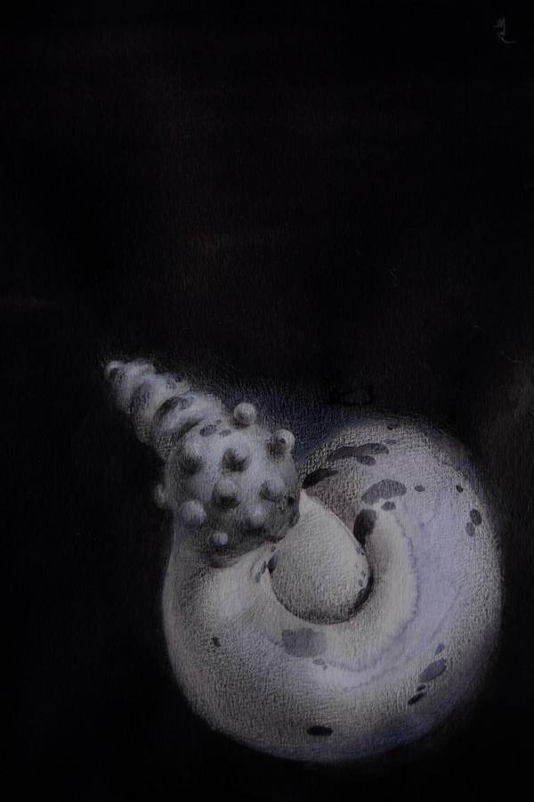 17/20 - Surreal Seashell Shape  - Subjektiv.art