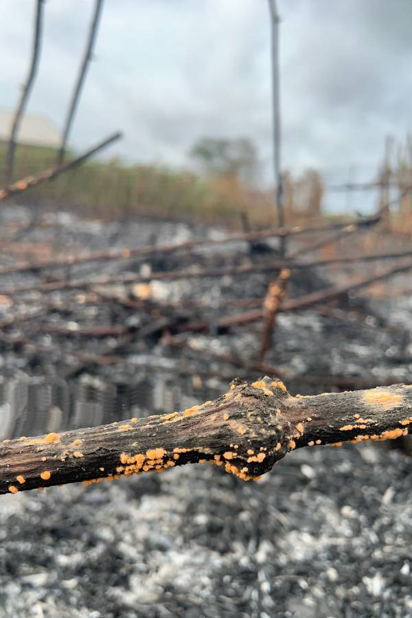 Resilience in Ashes Photorealistic Photography Betsy Aghavbere - Subjektiv.art