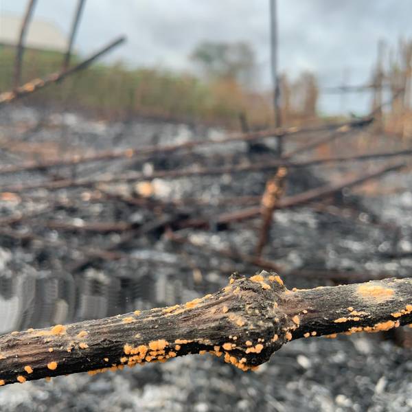 Resilience in Ashes Photorealistic Photography Betsy Aghavbere - Subjektiv.art