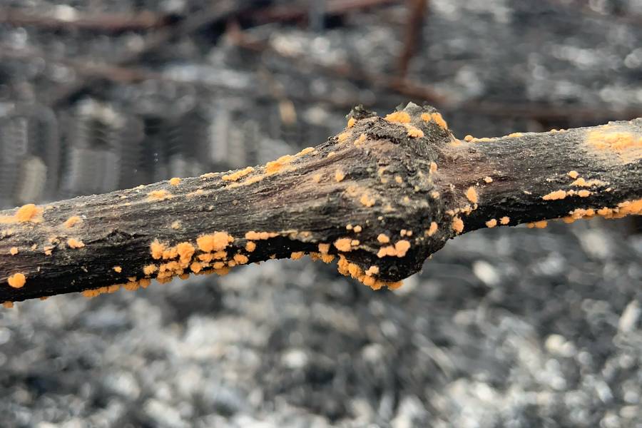 Resilience in Ashes Photorealistic Photography Betsy Aghavbere - Subjektiv.art