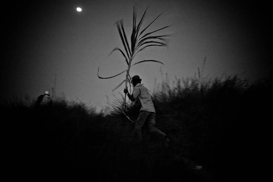 Man with sugar cane  - Subjektiv.art