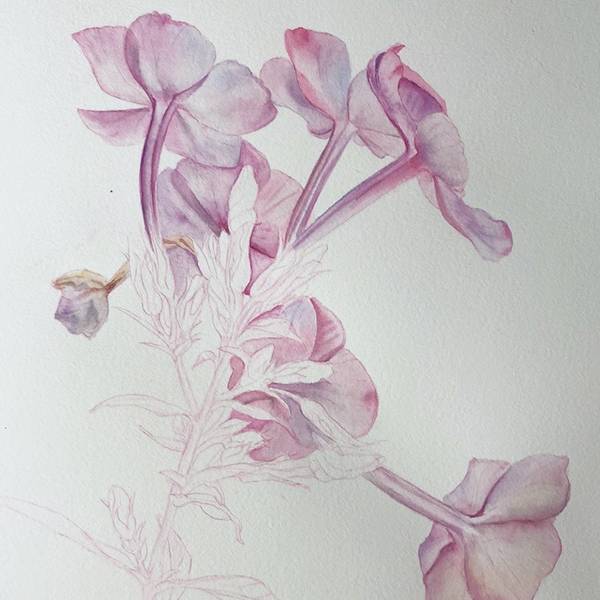 Pink Flower of Phlox Paniculata Photorealistic Painting Viktoriia Kolesnykova - Subjektiv.art