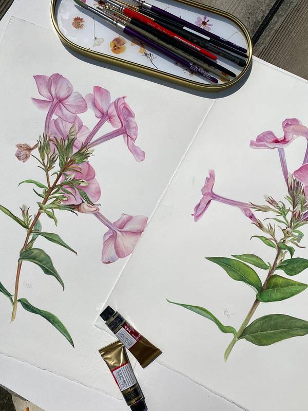Pink Flower of Phlox Paniculata Photorealistic Painting Viktoriia Kolesnykova - Subjektiv.art