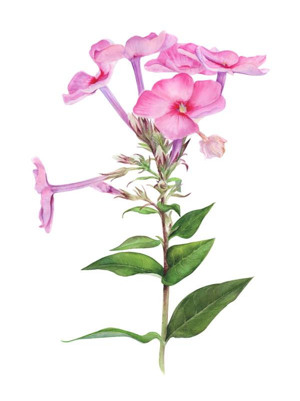 Pink summer phlox flower  - Subjektiv.art