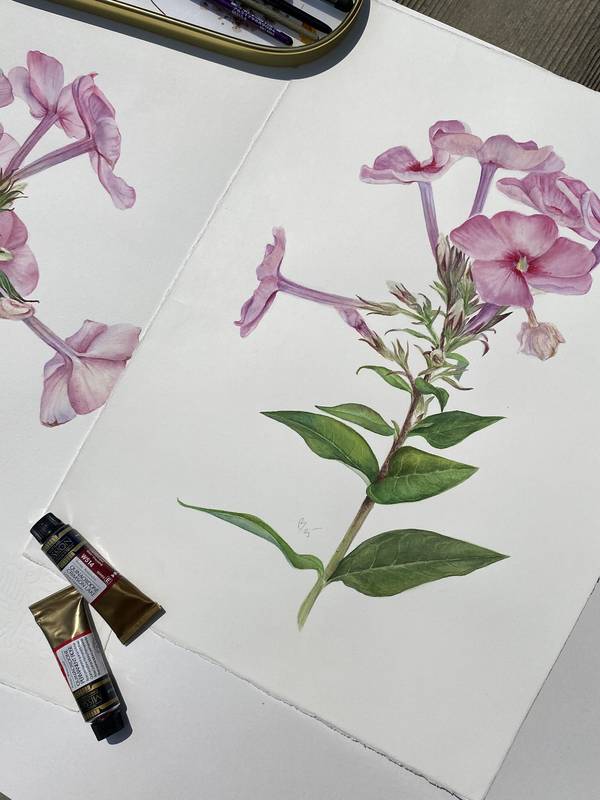 Pink summer phlox flower Photorealistic Painting Viktoriia Kolesnykova - Subjektiv.art