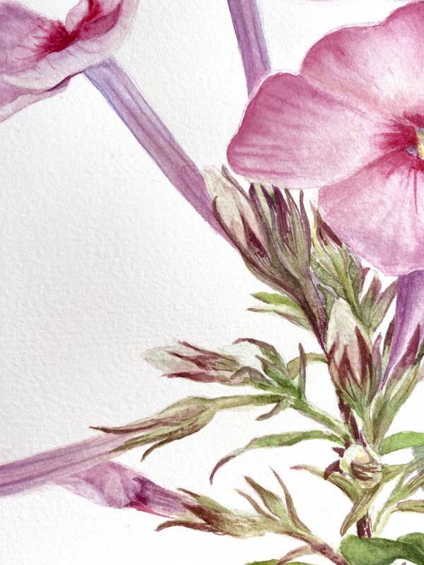 Pink summer phlox flower Photorealistic Painting Viktoriia Kolesnykova - Subjektiv.art