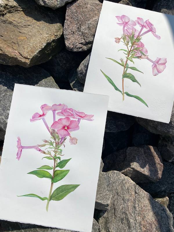 Pink summer phlox flower Photorealistic Painting Viktoriia Kolesnykova - Subjektiv.art