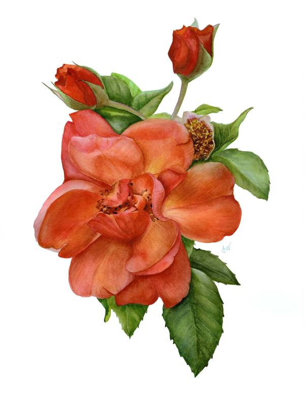 Fire summer rose Photorealistic Painting Viktoriia Kolesnykova - Subjektiv.art