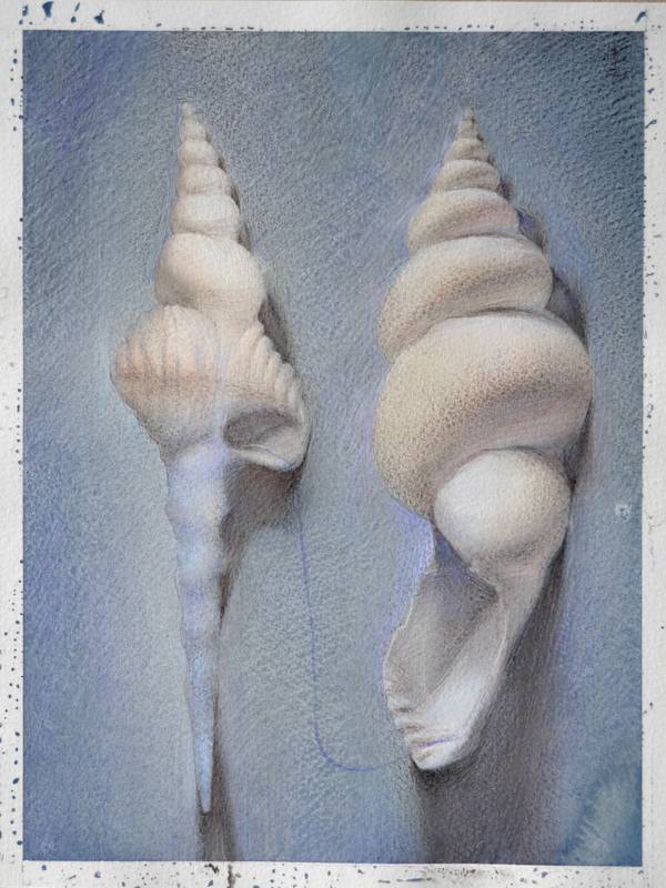 Shell Watercolor Sketch (2025) Fine Art Painting Yuliia Holub - Subjektiv.art
