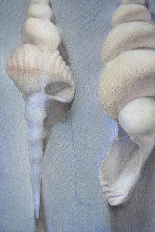 Shell Watercolor Sketch (2025)  - Subjektiv.art