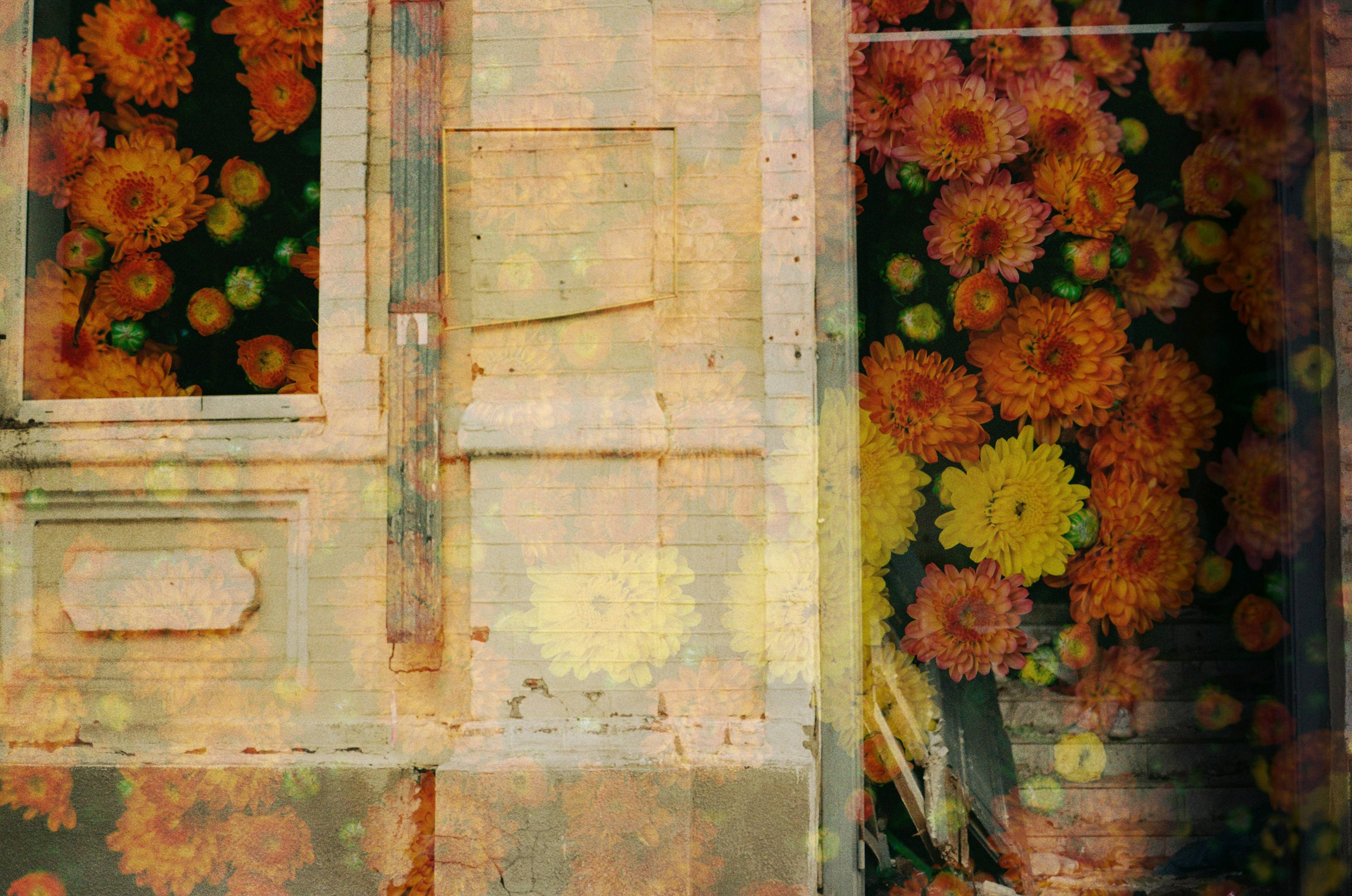 Flowers and plants