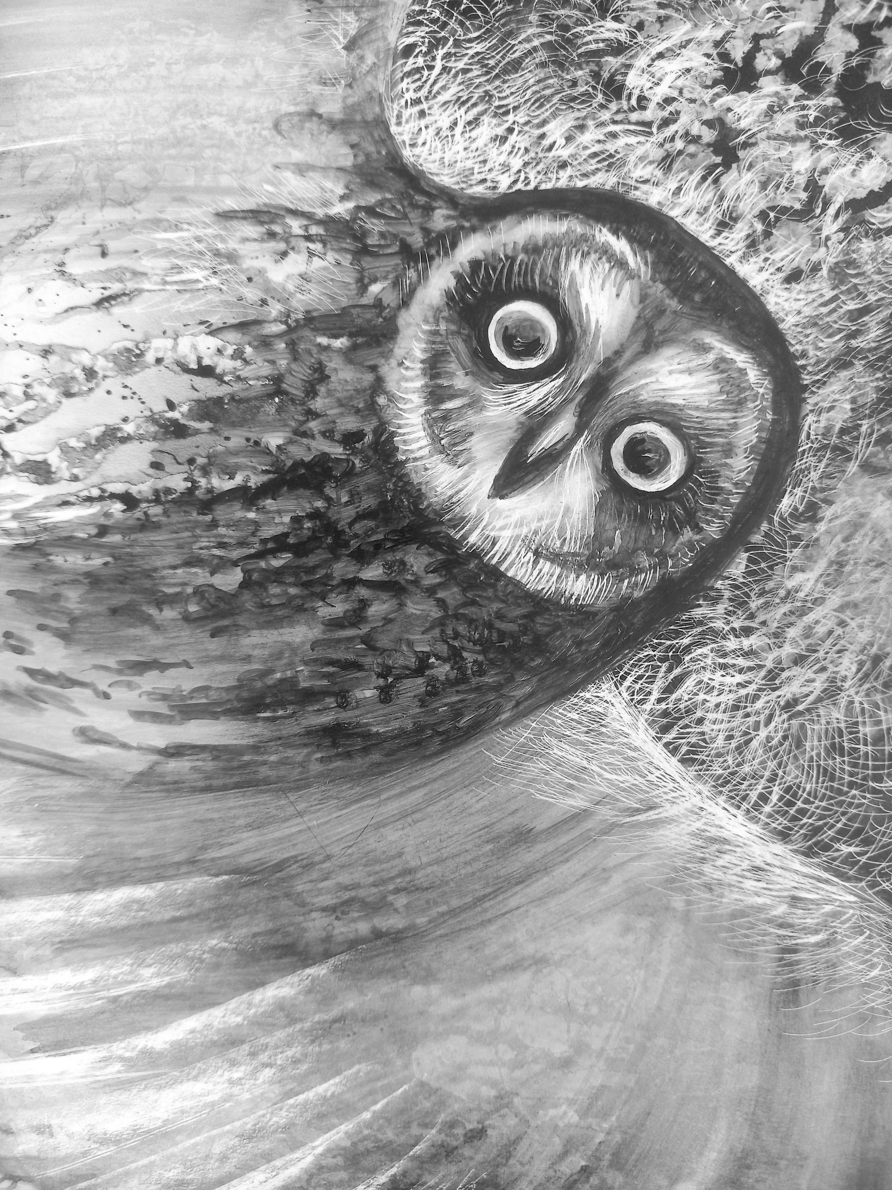 Owls Fine Art Drawing Lana Korolievskaia - Subjektiv.art