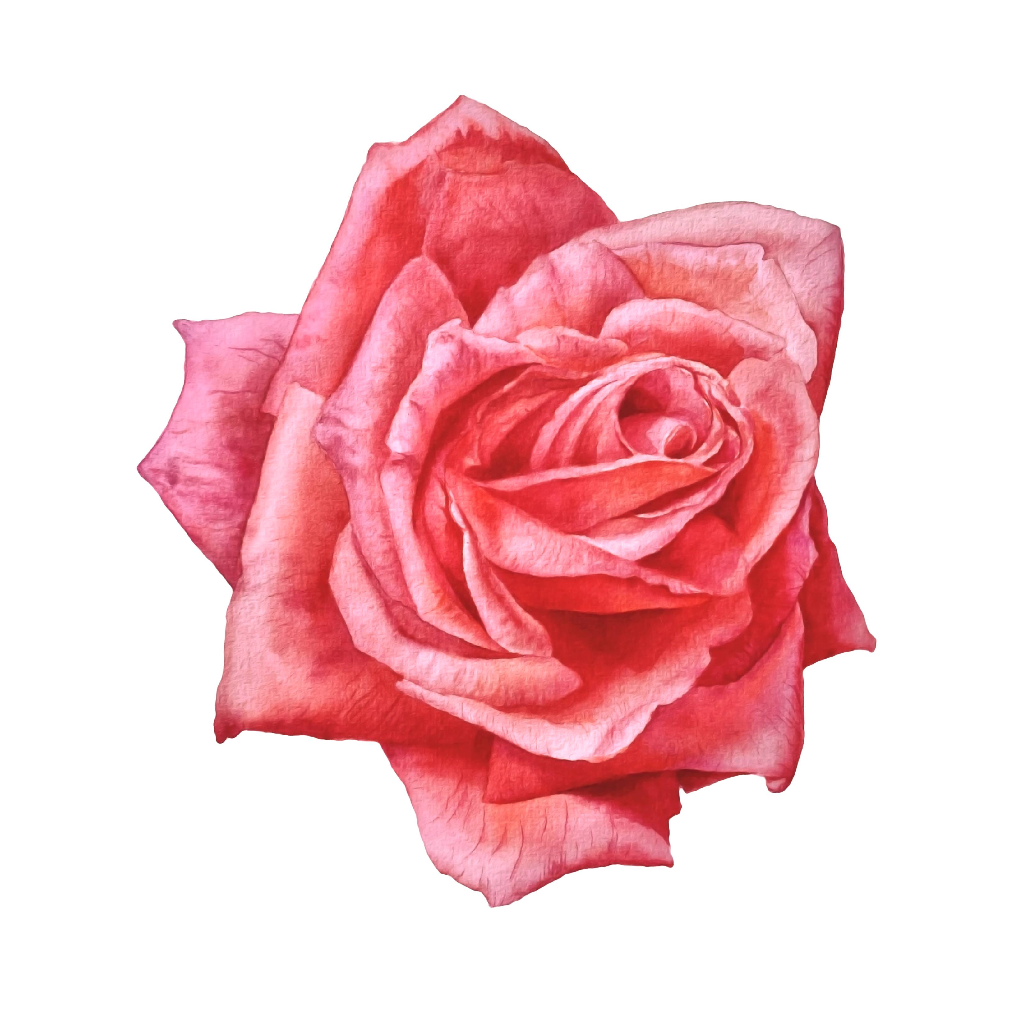 Pink rose in the sunlight Photorealistic Painting Viktoriia Kolesnykova - Subjektiv.art