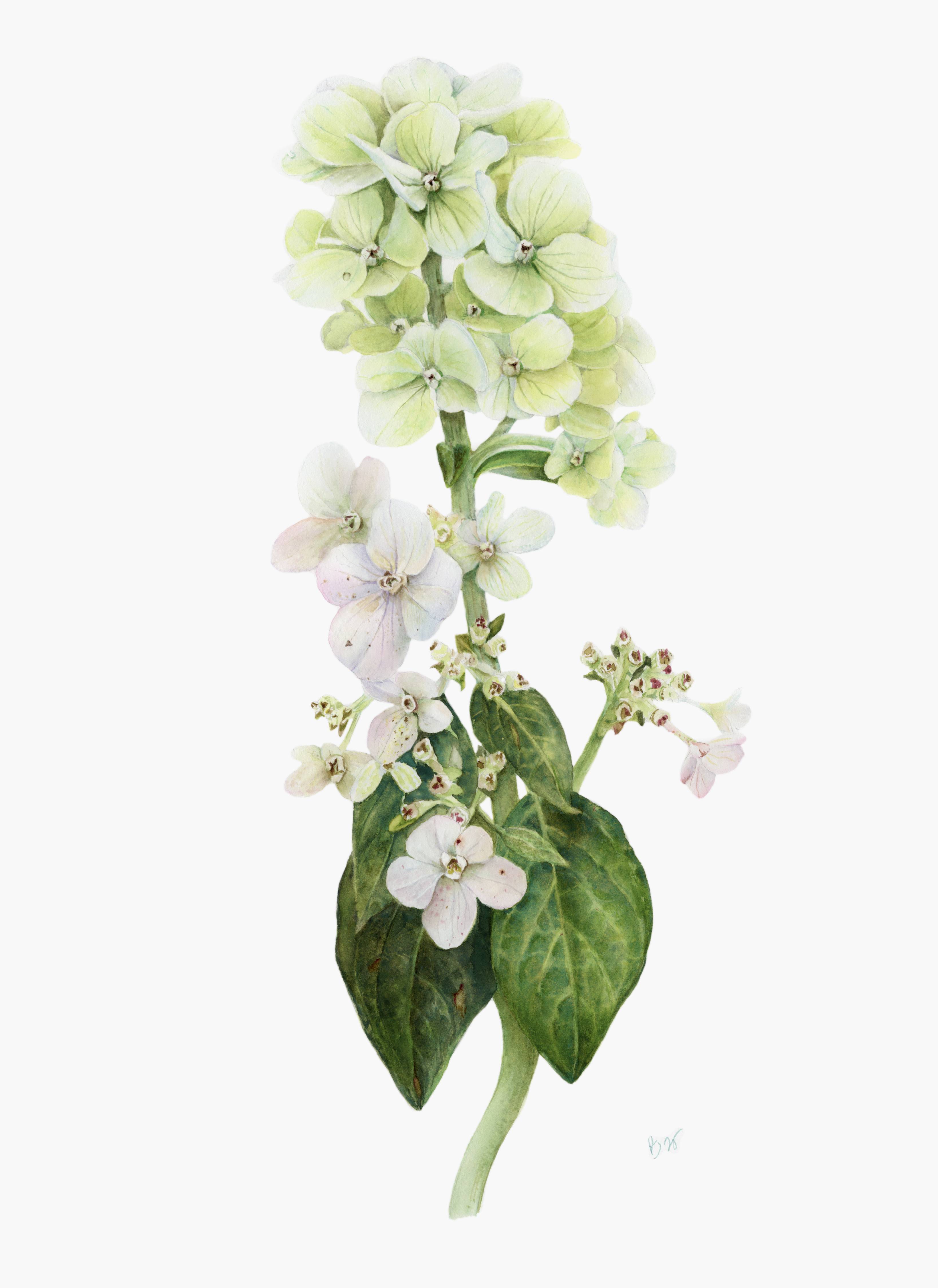 Whisper of Hydrangea. Original watercolor Painting Photorealistic Drawing Viktoriia Kolesnykova - Subjektiv.art
