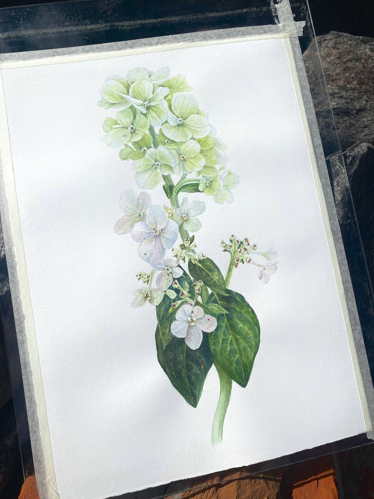 Whisper of Hydrangea. Original watercolor Painting Photorealistic Drawing Viktoriia Kolesnykova - Subjektiv.art
