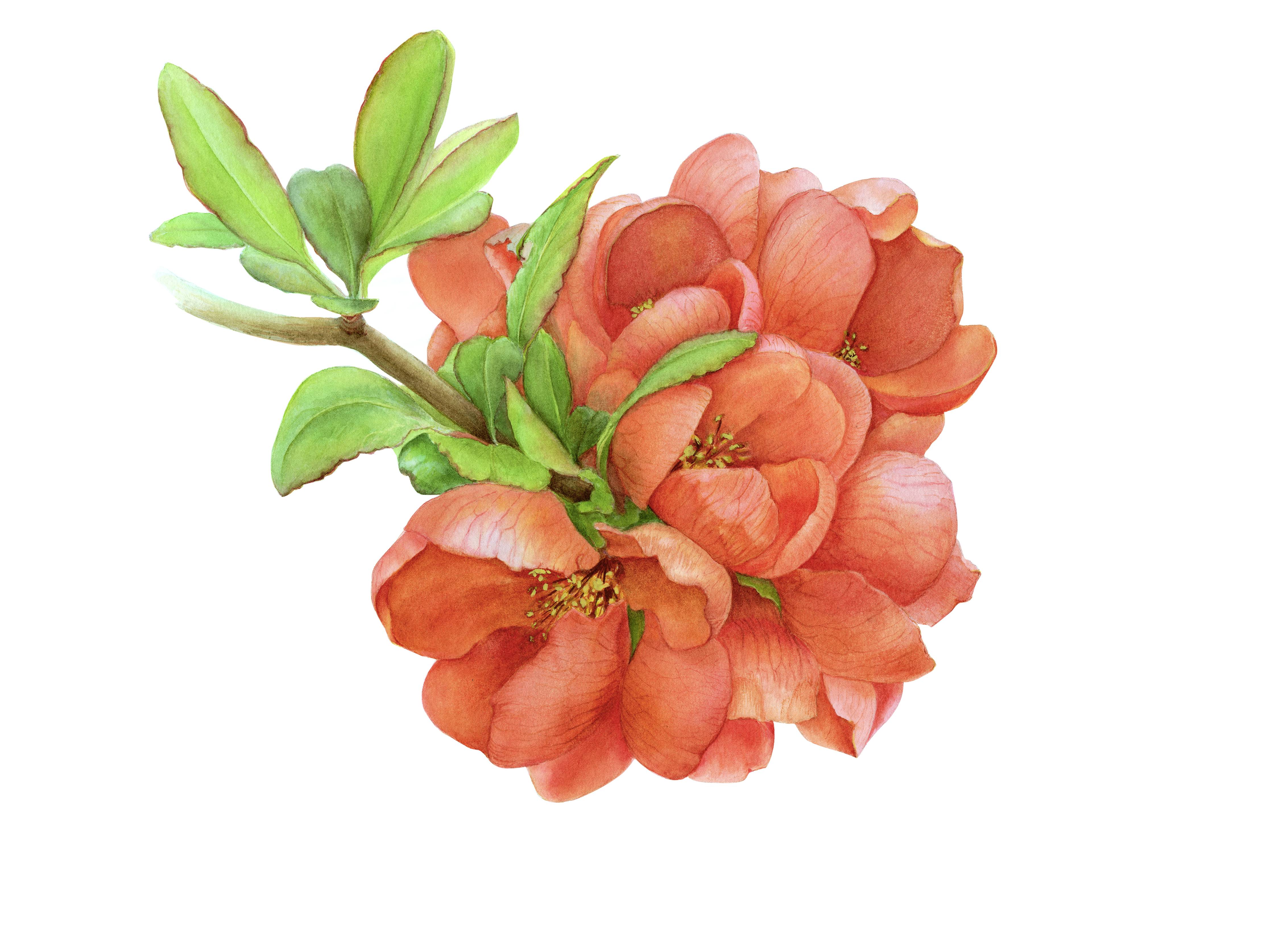 Chaenomeles japonica Photorealistic Painting Viktoriia Kolesnykova - Subjektiv.art