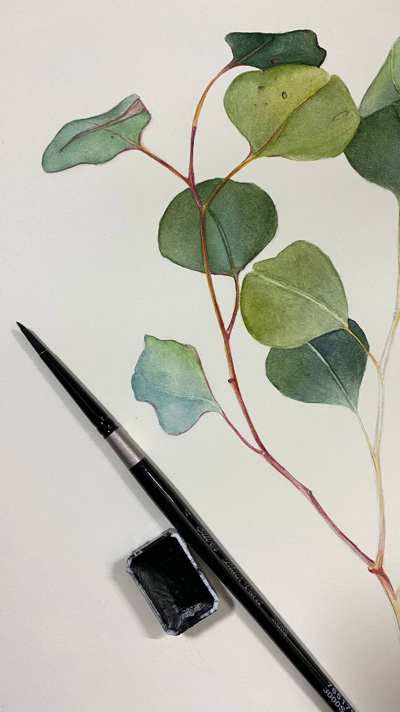 A graceful twig of Gunn's eucalyptus. Original watercolour Painting Photorealistic Painting Viktoriia Kolesnykova - Subjektiv.art