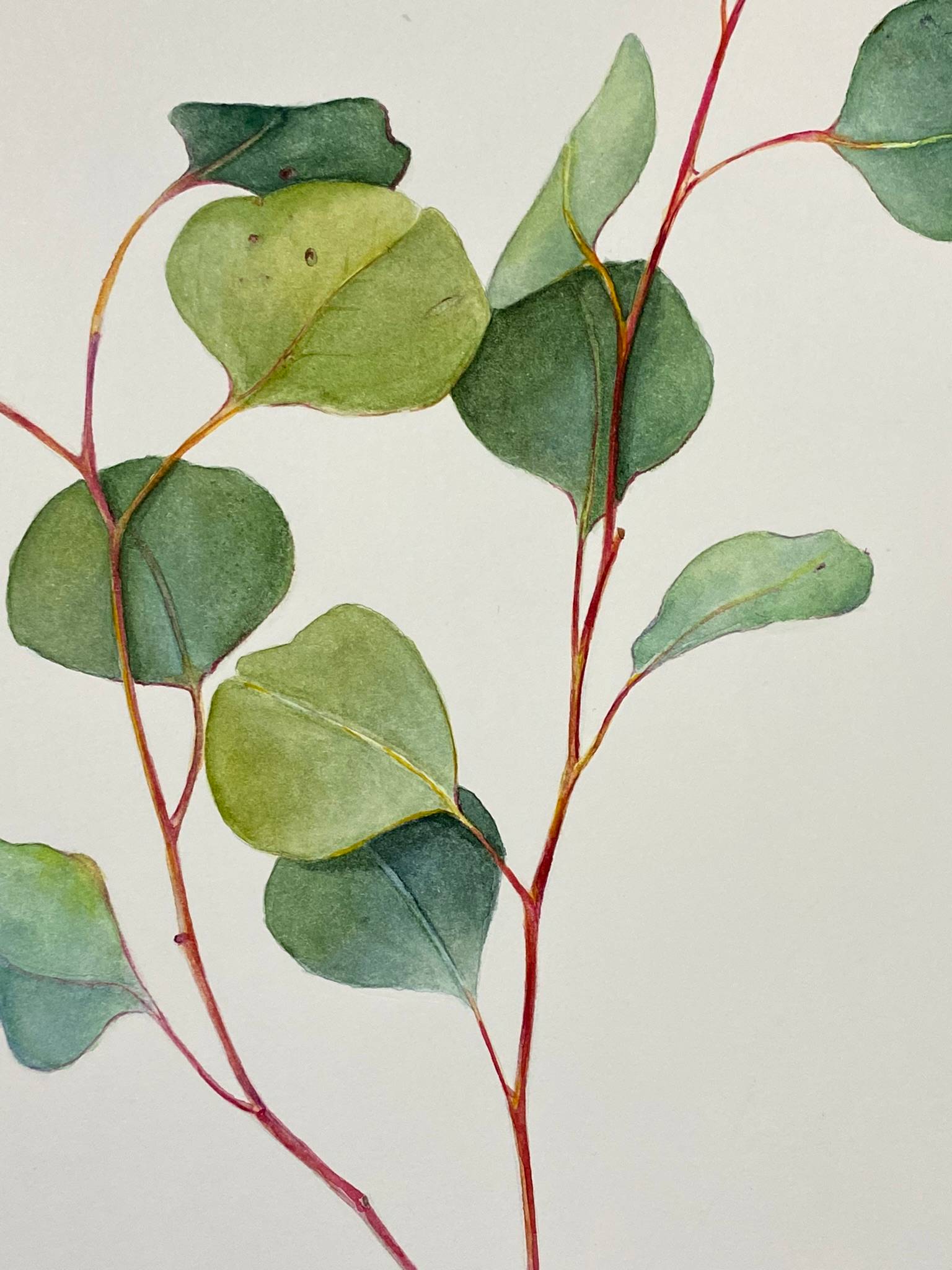 A graceful twig of Gunn's eucalyptus. Original watercolour Painting Photorealistic Painting Viktoriia Kolesnykova - Subjektiv.art