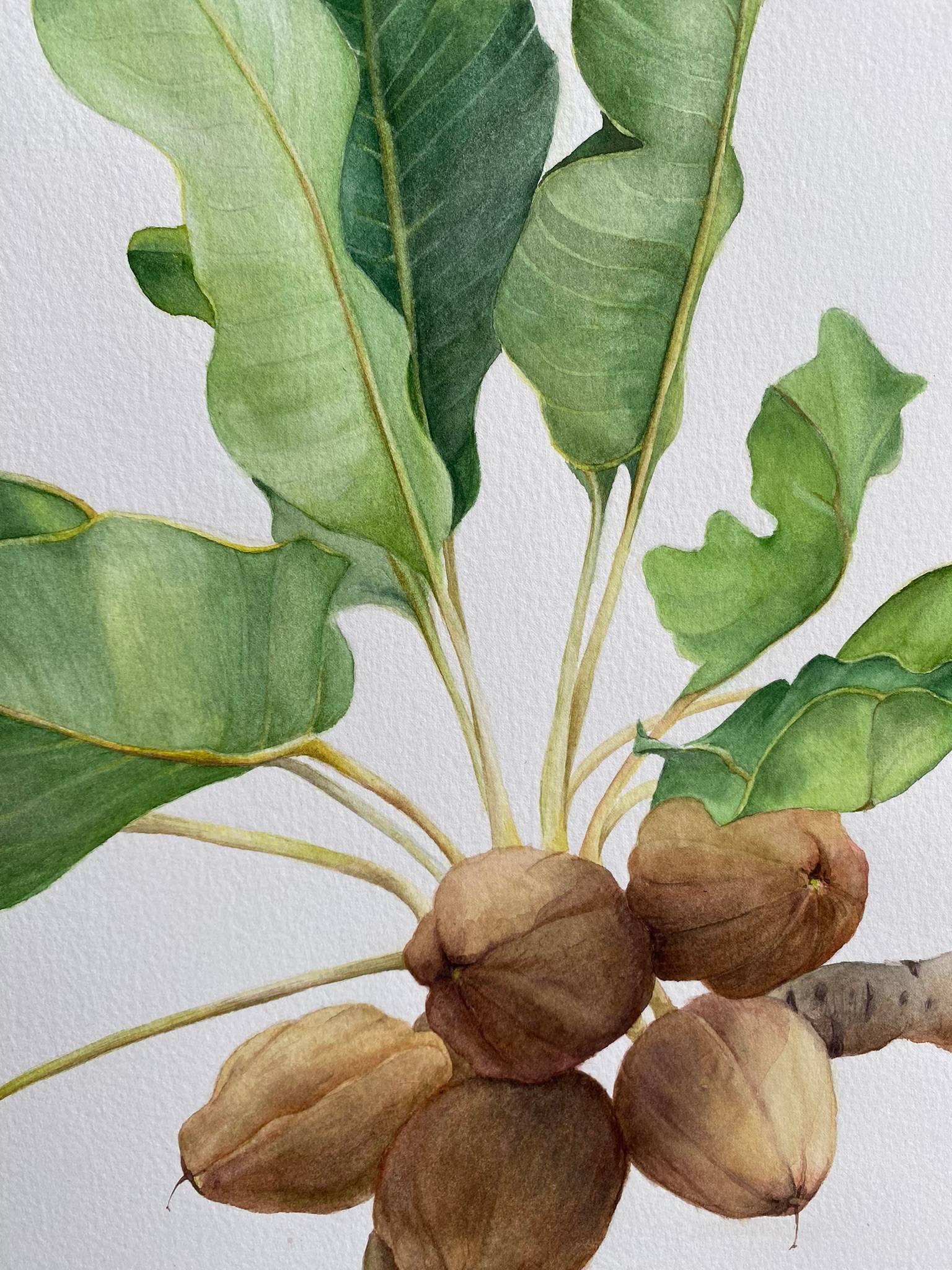 Branch of Vitellaria paradoxa with Nuts. Original Watercolor Photorealistic Painting Viktoriia Kolesnykova - Subjektiv.art