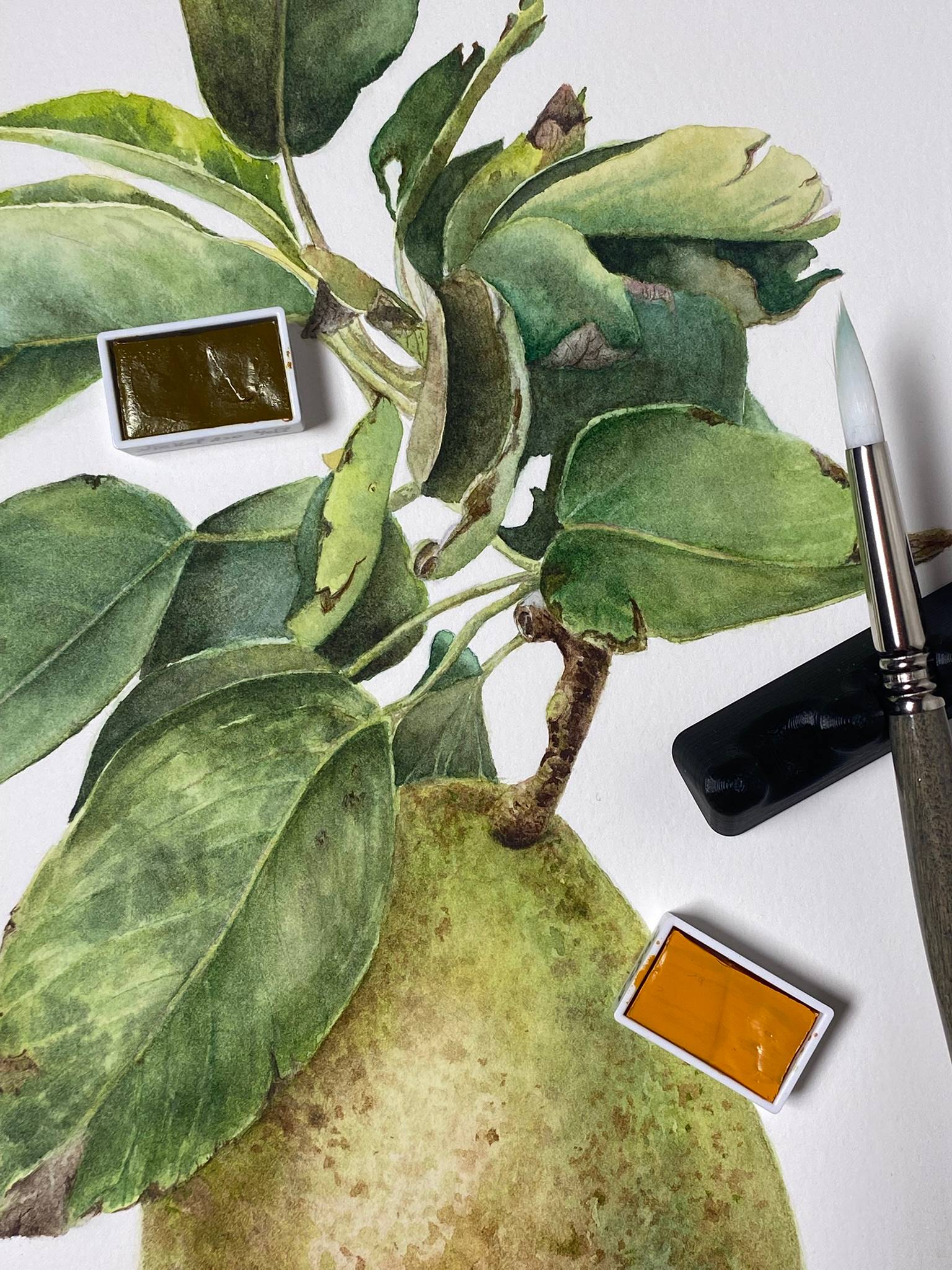 Pyrus communis. Pear from garden, green pear branch with leaves. Nature Botanical Photorealistic Painting Viktoriia Kolesnykova - Subjektiv.art