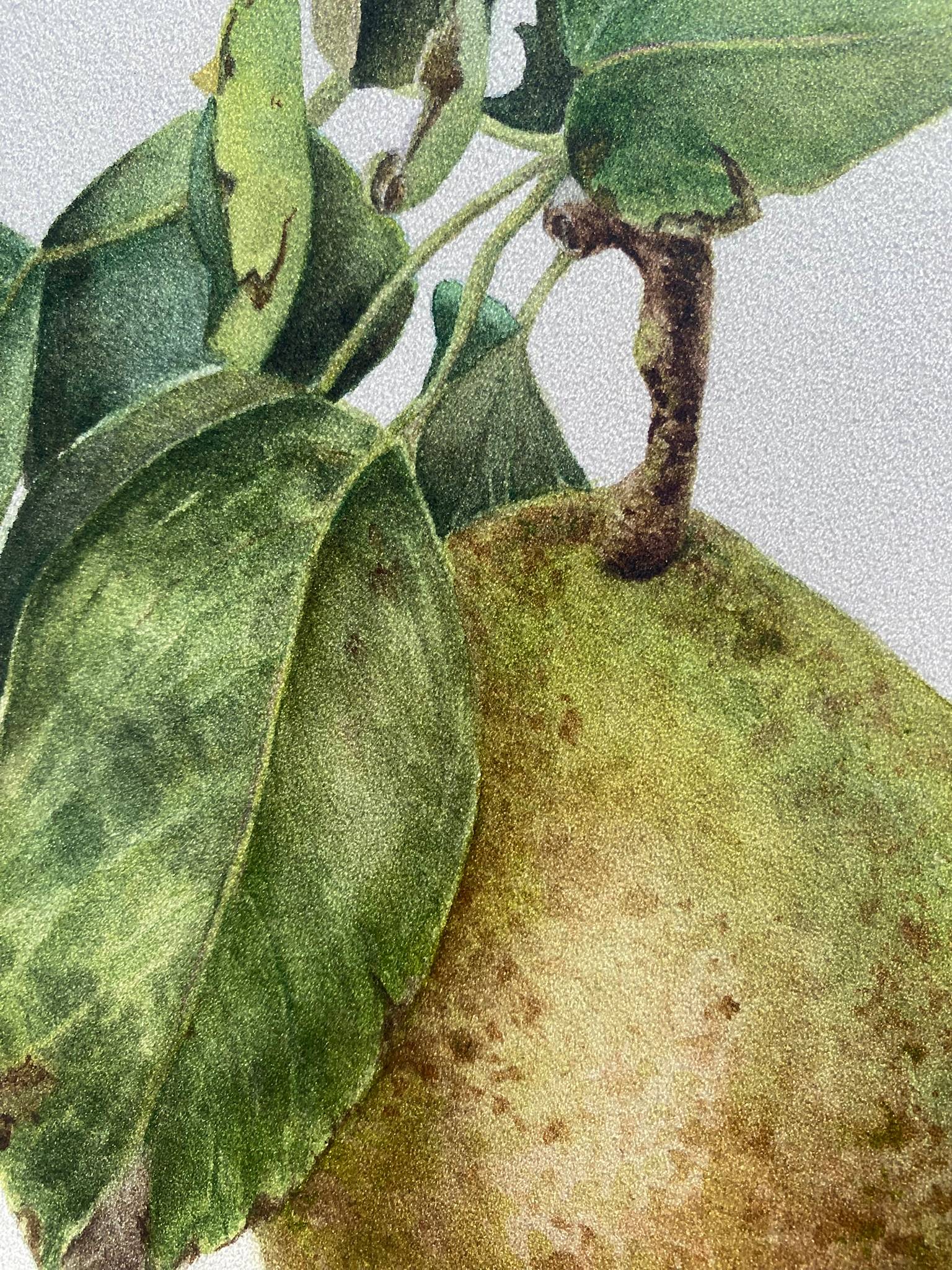 Pyrus communis. Pear from garden, green pear branch with leaves. Nature Botanical Photorealistic Painting Viktoriia Kolesnykova - Subjektiv.art