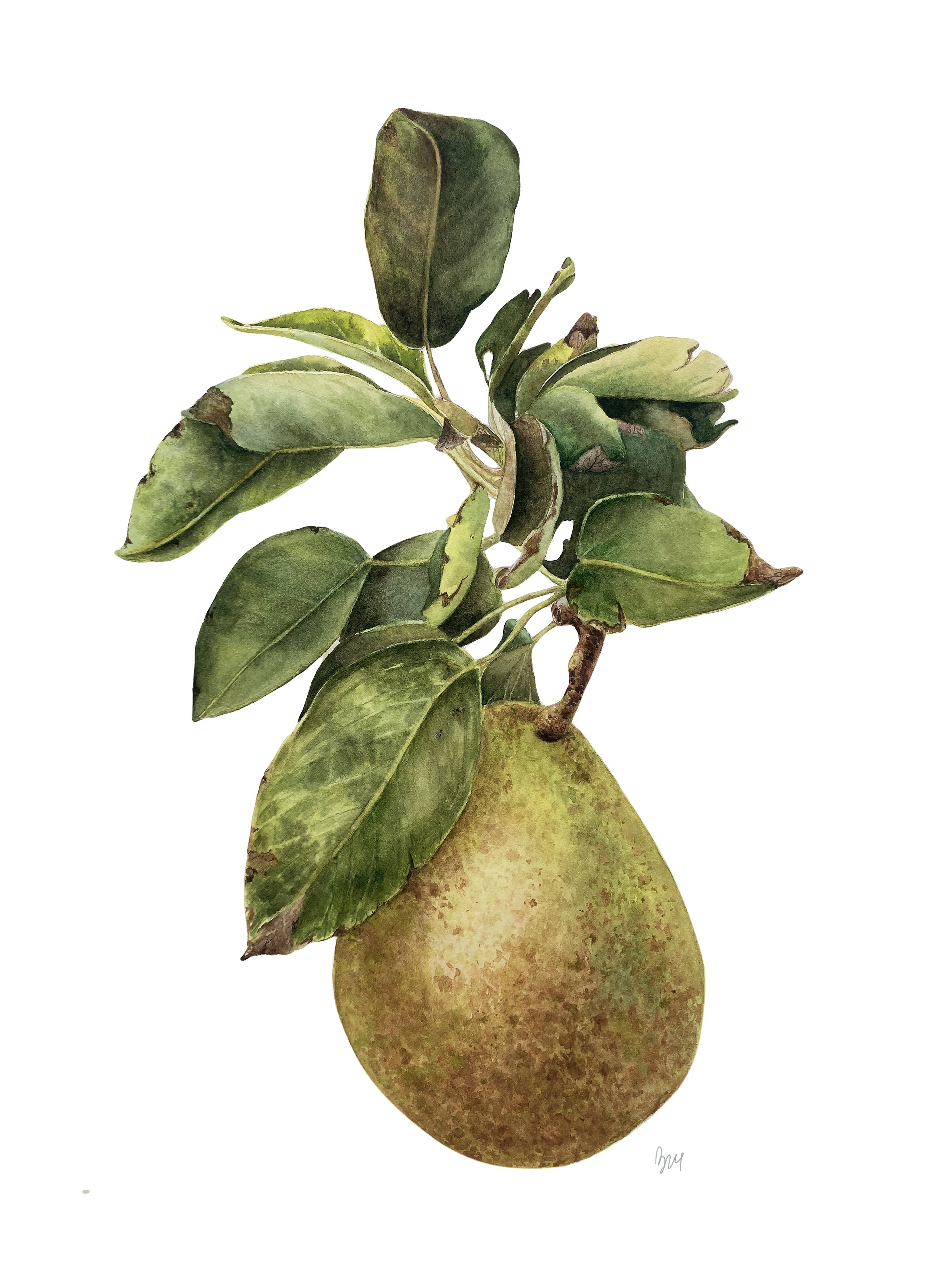 Pyrus communis.  Pear from garden, green pear branch with leaves. Nature Botanical  - Subjektiv.art