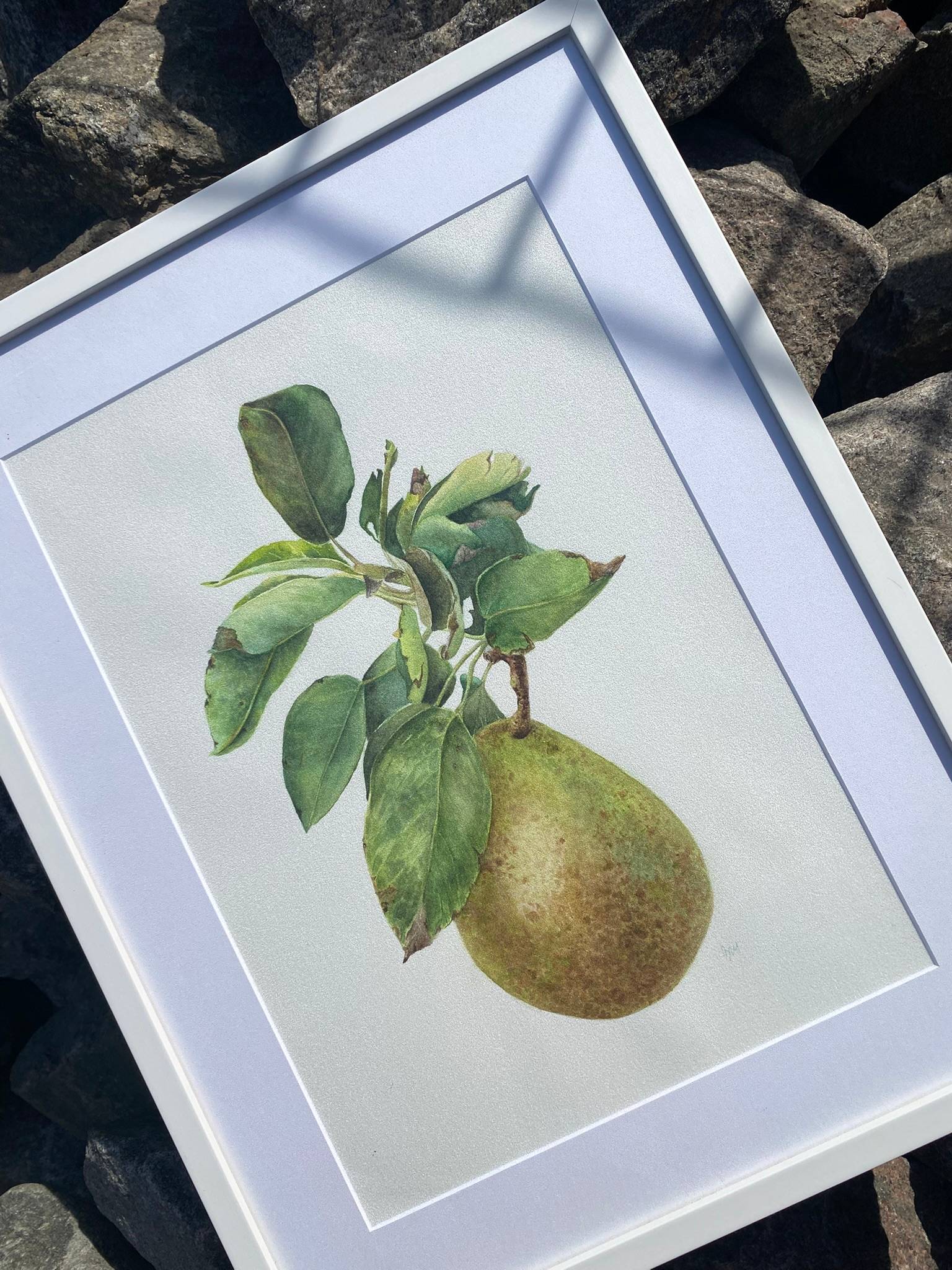 Pyrus communis. Pear from garden, green pear branch with leaves. Nature Botanical Photorealistic Painting Viktoriia Kolesnykova - Subjektiv.art