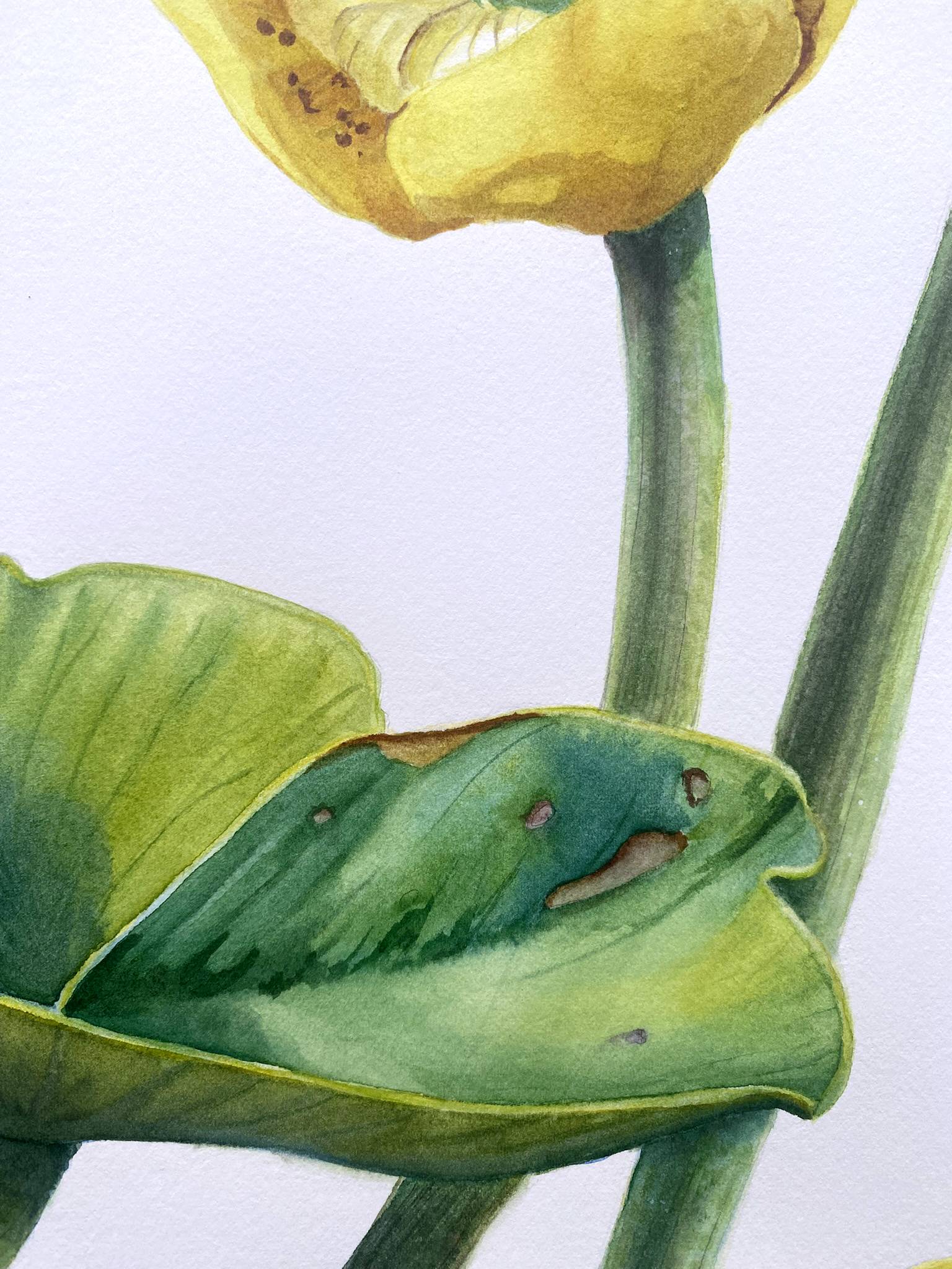 Water Nymph`s Flower. Yellow water-lily aquatic plant, dragonfly Organic Painting Viktoriia Kolesnykova - Subjektiv.art