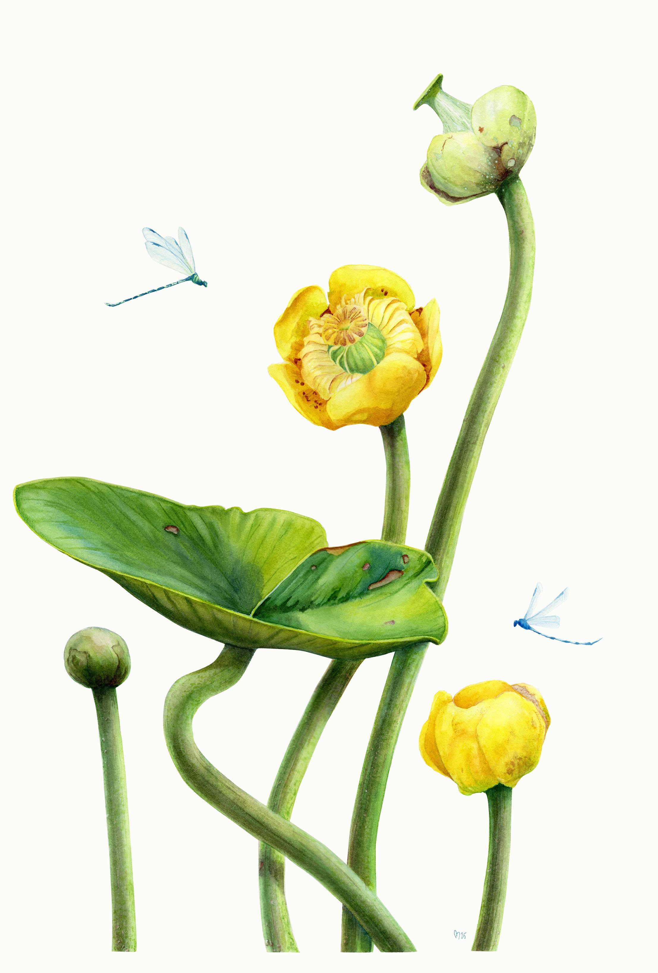 Water Nymph`s Flower. Yellow water-lily aquatic plant, dragonfly  - Subjektiv.art