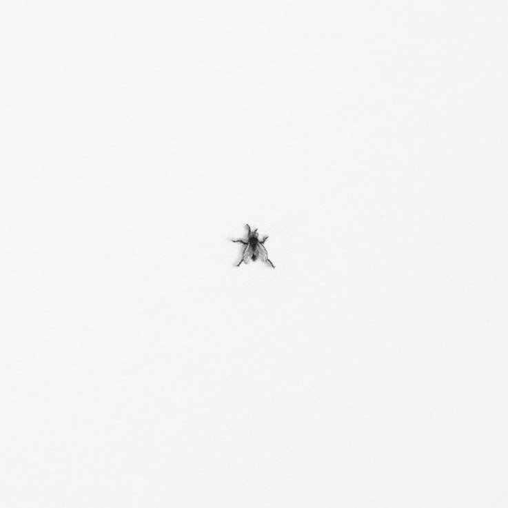 Fly Fine Art Drawing Teresa Esgaio - Subjektiv.art