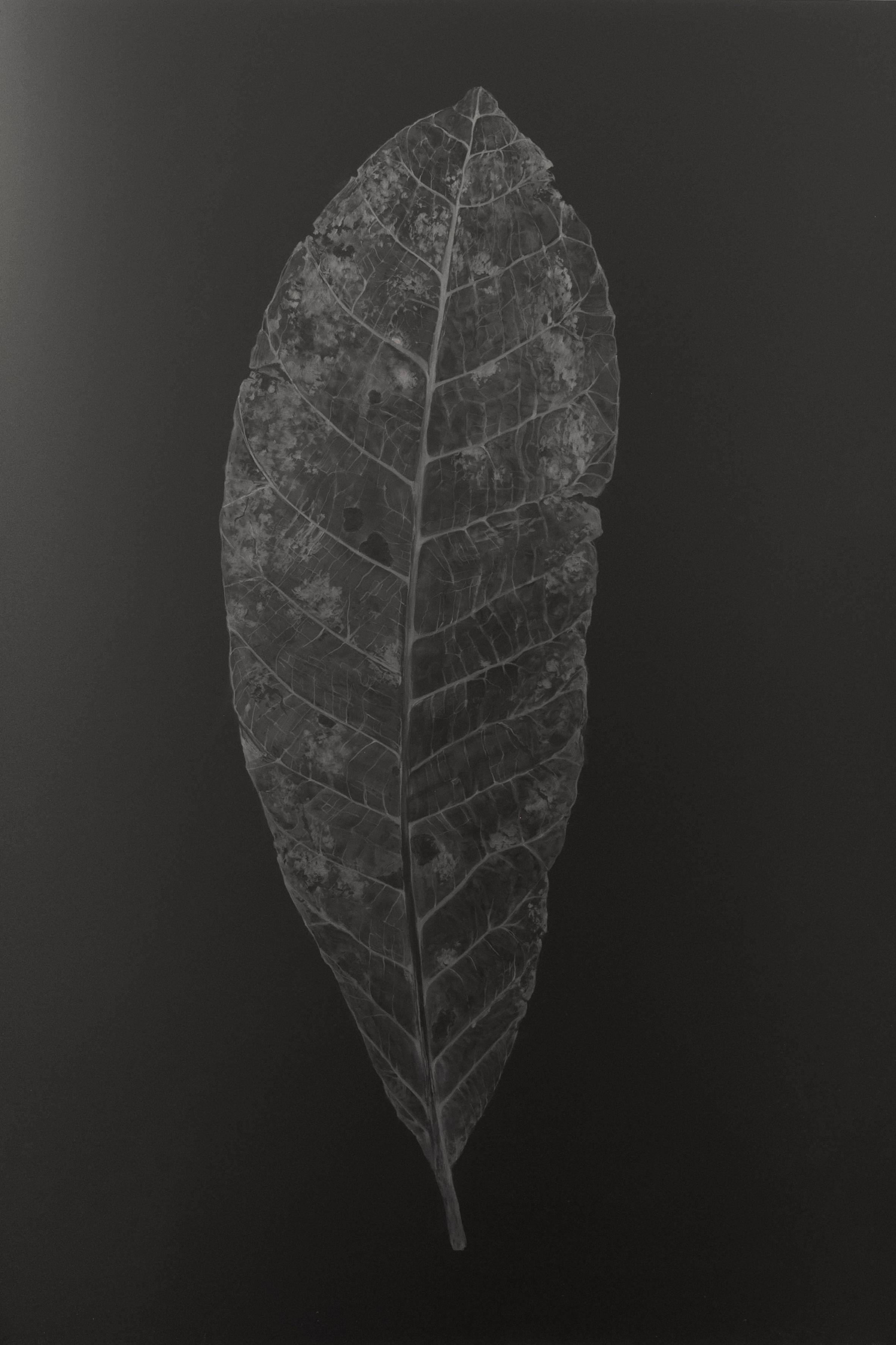 Gigantica Amazonica #15 Fine Art Drawing Marcelo Moscheta - Subjektiv.art